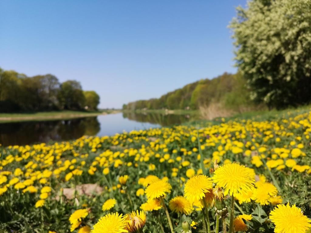 Дома для отпуска Baltās anemones Jumprava-98